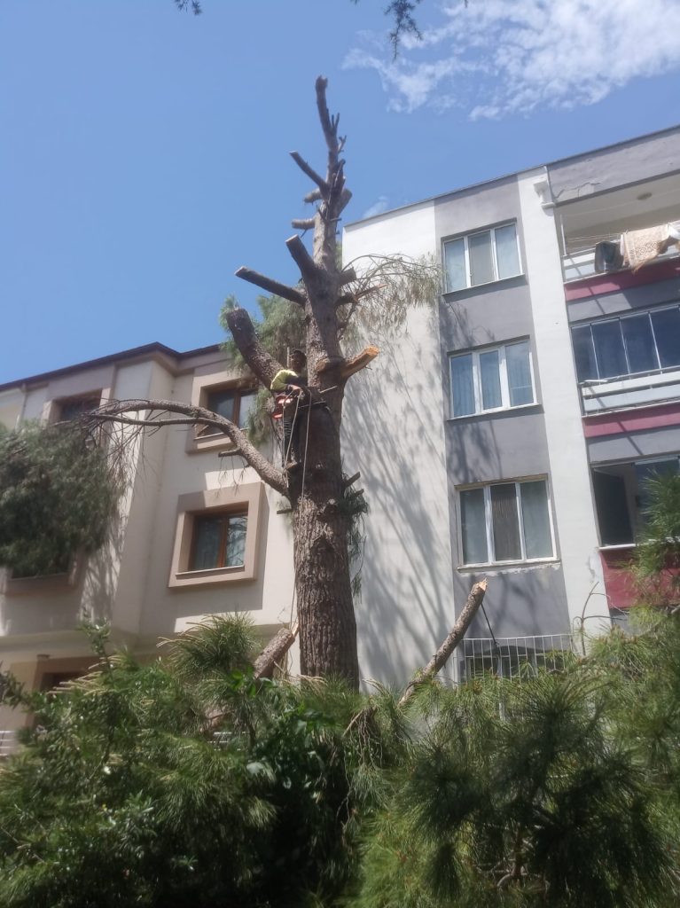 gömeç odun kesim ağaç işleri bahçe düzenlemesi bahçıvan nakliye rulo çim çapa budama16