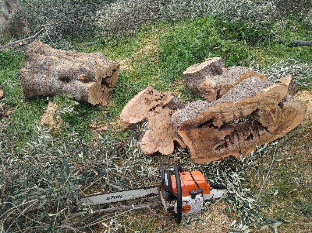 gömeç odun kesim ağaç işleri bahçe düzenlemesi bahçıvan nakliye rulo çim çapa budama23