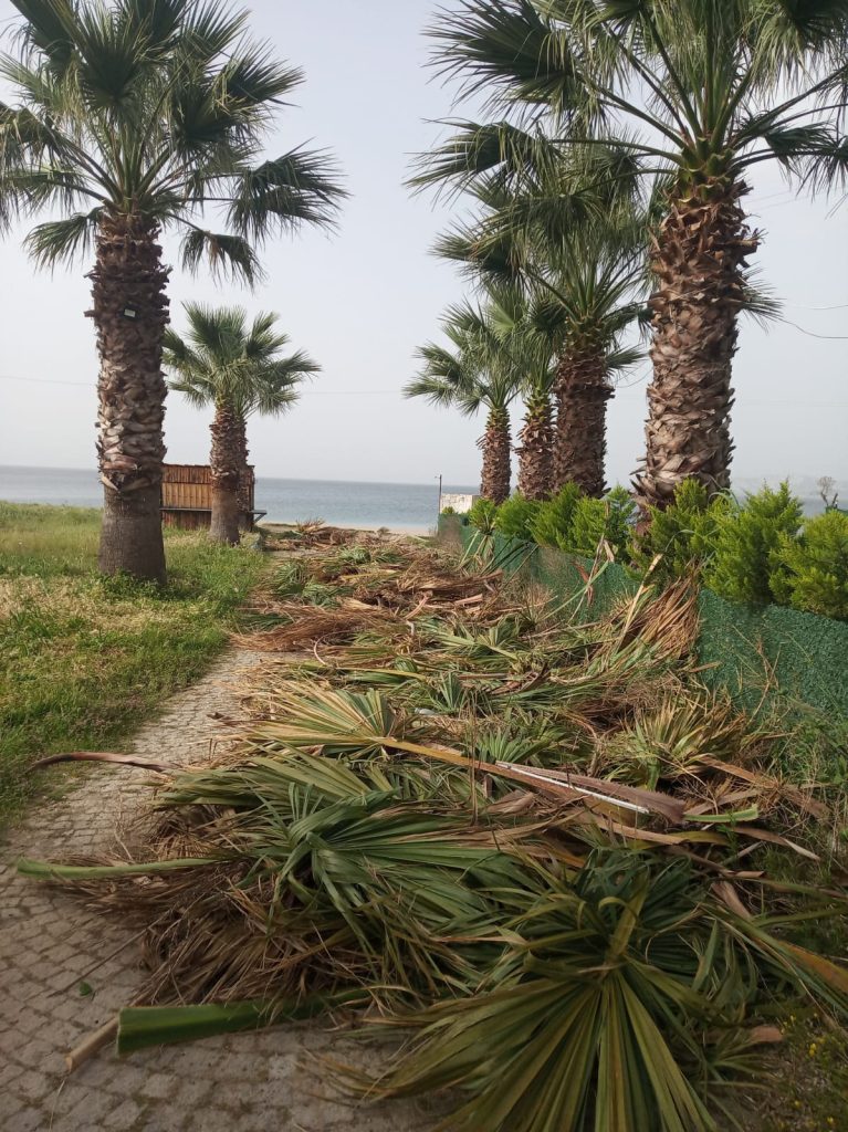 gömeç odun kesim ağaç işleri bahçe düzenlemesi bahçıvan nakliye rulo çim çapa budama24