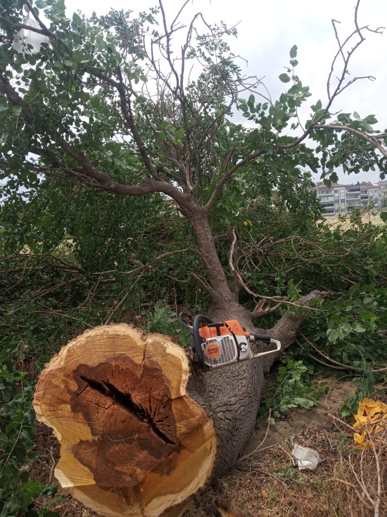gömeç odun kesim ağaç işleri bahçe düzenlemesi bahçıvan nakliye rulo çim çapa budama28