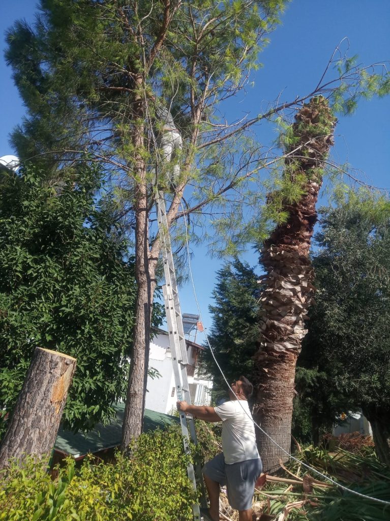gömeç odun kesim ağaç işleri bahçe düzenlemesi bahçıvan nakliye rulo çim çapa budama33