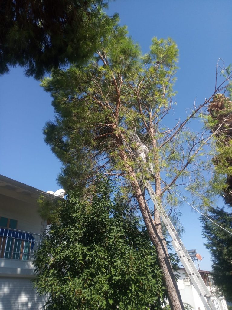 gömeç odun kesim ağaç işleri bahçe düzenlemesi bahçıvan nakliye rulo çim çapa budama34